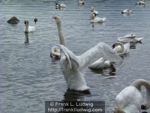 Rising Swan